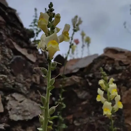 Appartamento Monolocale Con Veranda E Giardino A *